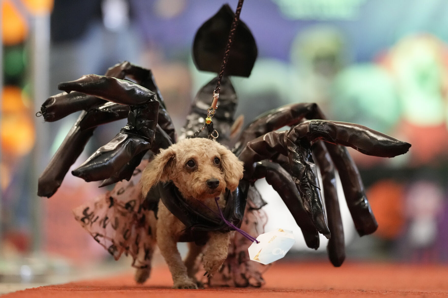 Philippines Halloween Animals